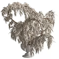 White Ceramic Vase With Silver Gray Feathery Plant And Long Drooping Leaves For Interior Decoration