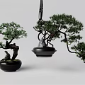 Decorative Bonsai Plants In Black Pots With Hanging And Potted Design