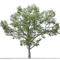 Tall Arbor with Lush Green Foliage Canopy and Person Walking in Outdoor Scene