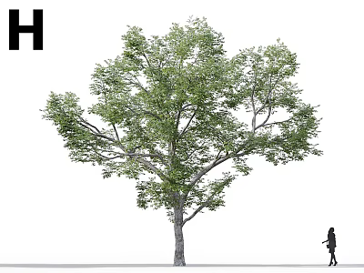Tall Arbor with Lush Green Foliage Canopy and Person Walking in Outdoor Scene 3d model