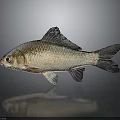 Silver Fish with Shiny Body Black Fins Prominent Eyes and Reflection on Gray Background
