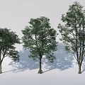 Arbor Trees in Three Different Sizes with Green Foliage and Shadows 3d model