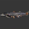 Various Marine Fish Species Arranged on Dark Reflective Surface with Realistic Details