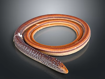 Long Brown Orange Coiled Snake With Ringed Body And Patterned Scales 3d model