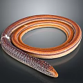 Long Brown Orange Coiled Snake With Ringed Body And Patterned Scales