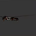 Winged Termite With Dark Body Red Legs And Transparent Wings On Dark Background