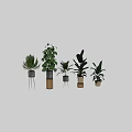 Indoor Decorative Green Plant Set With Various Planters And Leafy Foliage