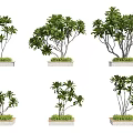 Tree Planter with Various Tree Species and Ornamental Border Plants 3d model
