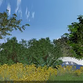 Healthy Crops with Yellow Blooms in Open Field Under Blue Sky and Green Trees