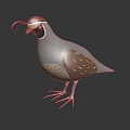 Flying Bird with Grey Body Brown and White Feathers Distinctive Head Pattern and Long Tail