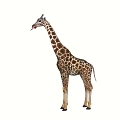 giraffe 3d model