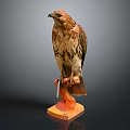 Flying Animal Hawk Taxidermy Specimen Perched On Wooden Display Base With Natural Posture
