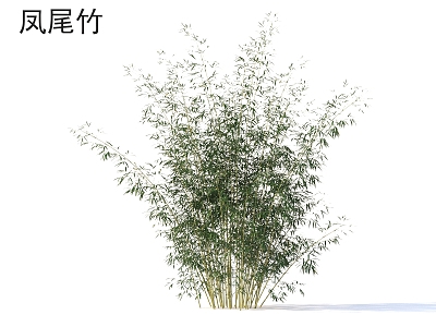 Phoenix-tailed bamboo plants 3d model