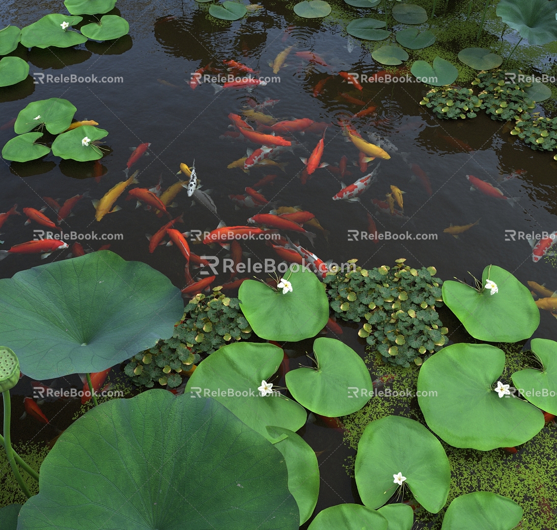 Lotus fish pond 3d model