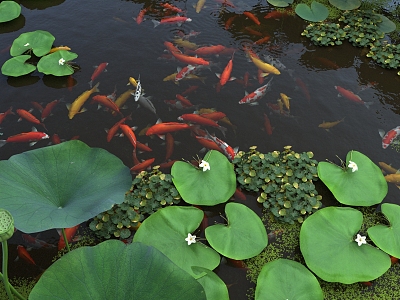 Lotus fish pond 3d model