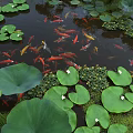 Ancient Architecture Garden Pond Featuring Colorful Koi Fish and Green Lotus Leaves