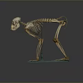 Mammalian Skeleton Organ Structure Display on Blue Base Stand with Detailed Bones