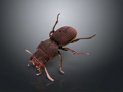 Dark Brown Beetle With Shiny Exoskeleton And Extended Antennae On Dark Background 3d model