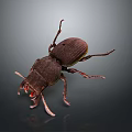 Dark Brown Beetle With Shiny Exoskeleton And Extended Antennae On Dark Background