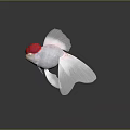 Beautiful Goldfish With Red Head White Body And Flowing Fins On Gray Background