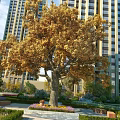 Urban Garden Landscape With Golden Leaf Tree Tall Buildings Trimmed Hedges Stone Path And Benches