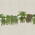 Multiple Hanging Planters with Varied Green Foliage Hanging from White Ceiling 3d model