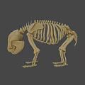 Detailed Anatomical Bear Skeleton 3D Model with Bone Structure