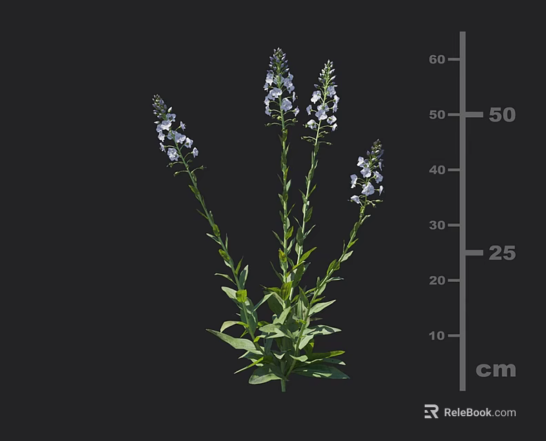 Tall Green Stemmed Plant with White and Blue Flowers Green Leaves 50 cm Height 3d model 
