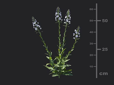 Tall Green Stemmed Plant with White and Blue Flowers Green Leaves 50 cm Height 3d model