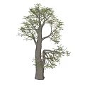 Tall Arbor With Thick Trunk And Green Leaves On White Background 3d model