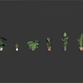 Variety of Potted Indoor Plants with Different Leaf Shapes and Decorative Pots