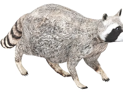 Gray Fur Raccoon With Ringed Tail And Black Mask In Walking Pose 3d model