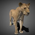 3D Lioness Model Standing Side View With Light Brown Fur And Detailed Shadow