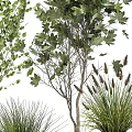 Various Types Of Bonsai Potted Plants With Green Foliage In Wicker Pots For Indoor Decoration
