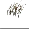 Lush Green and Yellow Grass with White Spiky Flowers on Top