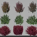 Various Colorful Garden Shrubs With Green And Purple Foliage And Rounded Shapes