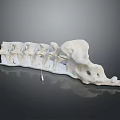 Animal Spine Skeleton Model White Anatomical Structure Curved Vertebrae With Holes On Black Reflective Background