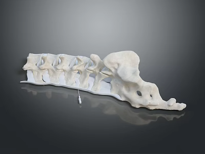 Animal Spine Skeleton Model White Anatomical Structure Curved Vertebrae With Holes On Black Reflective Background 3d model