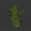 Four Different Green Plants on White Smooth Surface with White Background