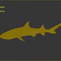 Grayish Blue Shark Model With Lifelike Details On Dark Reflective Background
