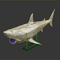 Detailed Silver Shark Model With Open Mouth On Green Base Stand 3d model