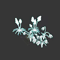 Vibrant Blue And Pink Decorative Flowers With Green Leaves In Garden