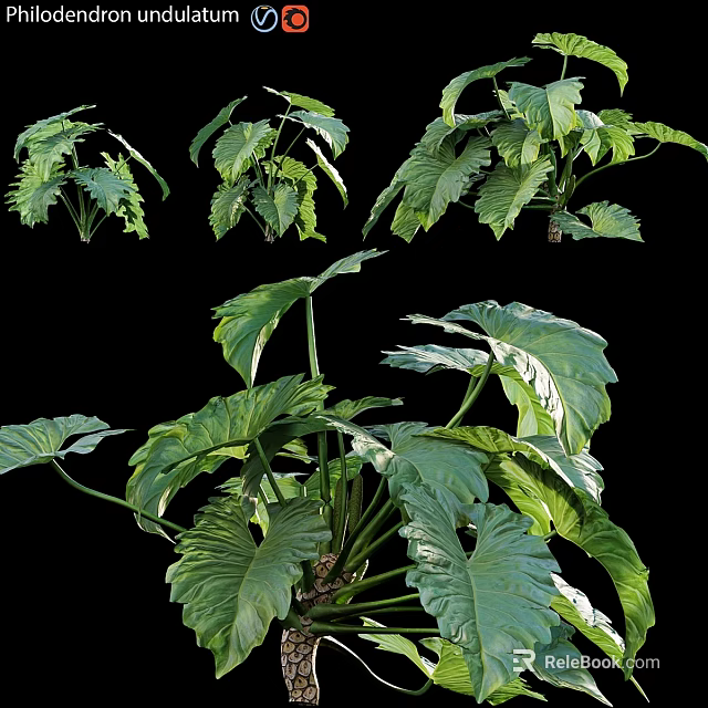 Indoor Decorative Ornament Set Featuring Green Plant Large Leaves 3d model 