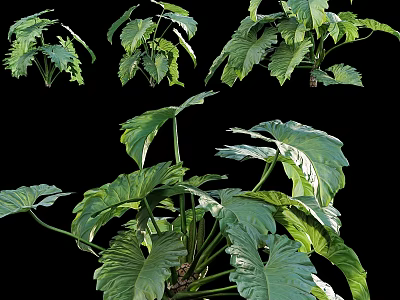 Indoor Decorative Ornament Set Featuring Green Plant Large Leaves 3d model