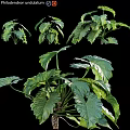 Indoor Decorative Ornament Set Featuring Green Plant Large Leaves
