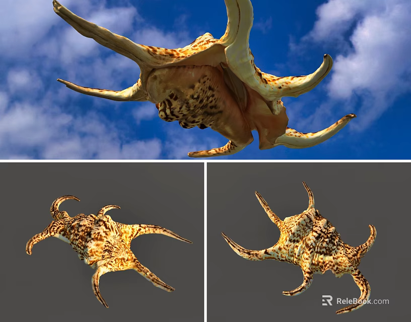 Natural Shell Decorative Ornament Set With Yellow Brown Pattern For Home Decor 3d model 