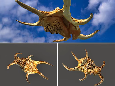 Natural Shell Decorative Ornament Set With Yellow Brown Pattern For Home Decor 3d model