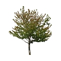 Tree 3d model