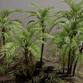 Palm Trees With Various Heights Featuring Green Leaves Trunks And Ground Shadows 3d model