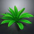 Lush Green Leafy Plant With Vibrant Shiny Leaves On Dark Background